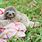 Baby Sloth Animal