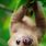Baby Sloth Background