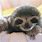 Baby Three Toed Sloth