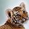 Baby Tiger Photos