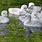Baby Trumpeter Swans