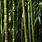 Bamboo HD