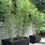 Bamboo Plants for Planters