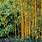 Bamboo Varieties