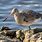 Bar-tailed Godwit Winter