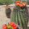Barrel Cactus Bloom