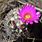 Barrel Cactus with Flower