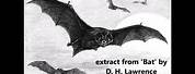 Bat Poem by D H Lawrence