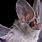 Bat Shot Tailed Leaf-Nosed