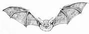 Bat Sketch Fur