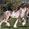 Bay Sabino Clydesdale