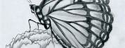 Beautiful Butterfly Pencil Drawings