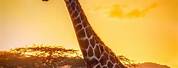 Beautiful Giraffe in Africa
