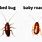 Bed Bugs vs Roaches