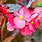 Begonia Flowers/Plants