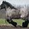 Belgian Draft Horse Breed