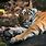 Bengal Tiger Paw