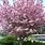 Best Flowering Cherry Tree