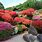 Best Japanese Garden Plants