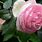 Best Pink Climbing Rose