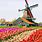 Best Tulip Time in Holland