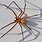Big Brown Recluse Spider