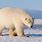 Big Polar Bear