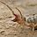 Biggest Camel Spider in the World