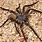 Biggest Scariest Spider