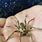 Biggest Wolf Spider Ever Recorded
