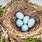 Bird Nest Photography