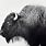 Bison Black and White
