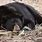 Black Bear Sleeping