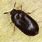Black Carpet Beetle Bugs