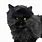 Black Cat Stuffed Toy