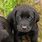 Black English Labrador Puppies