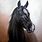 Black Horse Head Painting