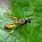 Black Ichneumon Wasp