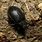 Black Leaf Beetle