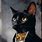 Black Suit Cat