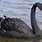 Black Swan Pic