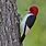Black and Red Woodpecker