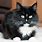 Black and White Fluffy Cat Breeds