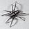 Black and White House Spider