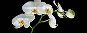 Black and White Orchid Wallpaper