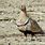 Black-bellied Sand Grouse