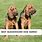 Bloodhound Dog Names