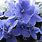 Blue African Violets