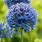 Blue Allium