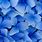 Blue Flower Nature Wallpaper